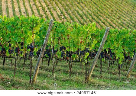 Chianti Region. Red Grapes On Green Vineyard During Autumn Season. Tuscany, Italy.