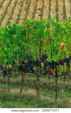 Chianti Region. Red Grapes On Green Vineyard During Autumn Season. Tuscany, Italy.