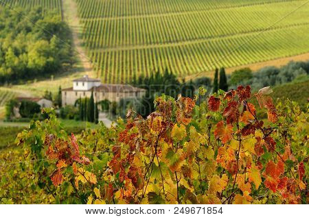 Farmhouse In Chianti With Beautiful Row Of Vineyards And Colored Leaves On Foreground. Tuscany, Ital
