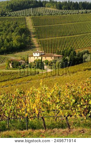 Farmhouse In Chianti With Beautiful Colored Rows Of Vineyards. Tuscany, Italy.