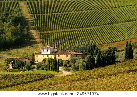 Autumn Season, Beutiful Vineyard In Chianti Region With Farm House On Background. Tuscany, Italy.