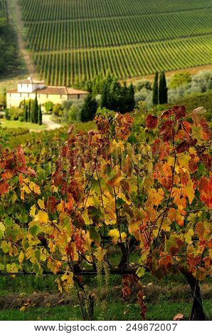 Autumn Season, Beutiful Vineyard In Chianti Region With Farm House On Background. Tuscany, Italy.