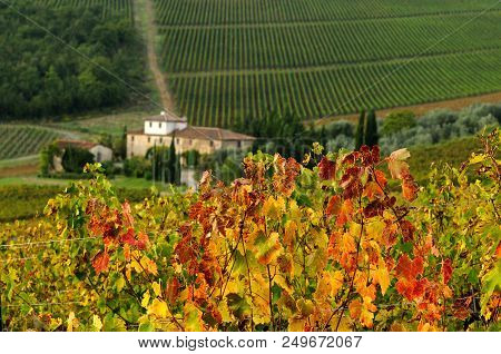 Autumn Season, Beutiful Vineyard In Chianti Region With Farm House On Background. Tuscany, Italy.