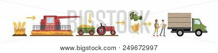 Wheat Manufacture Process. Bread Industry. Growing, Mowing, And Gathering Harvest. Isolated Vector F