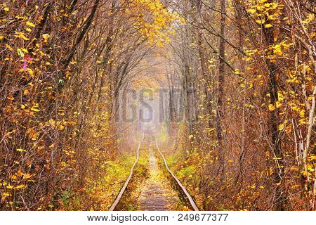 Fall Autumn Tunnel Of Love In Klevan Ukraine.