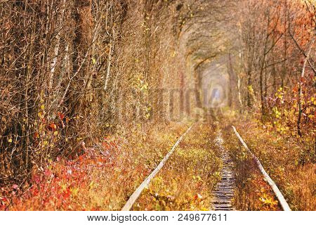 Fall Autumn Tunnel Of Love In Klevan Ukraine.