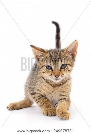 Small Brown Kitten On A White Background