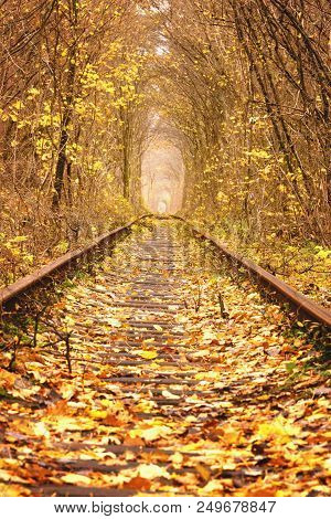 Fall Autumn Tunnel Of Love In Klevan Ukraine.