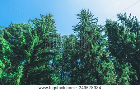 View Of High Pine Trees From Below Against A Blue Sky. Nature In Summer.