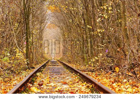 Dirty Road In Autumn Beech Forest, Fall In Foliar Forest.