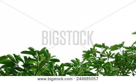 Tropical Tree Leaves With Branches On White Isolated Background For Green Foliage Backdrop