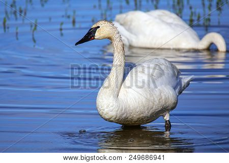 Trumpeter Swans (cygnus Buccinator) In Yellowstone National Park, Wyoming, Usa