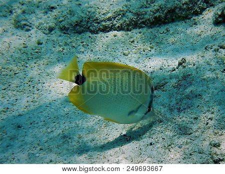 Milletseed Butterfly Fish Feeding On Reef In Hawaii With Rock And Sand In Bright Sunlight