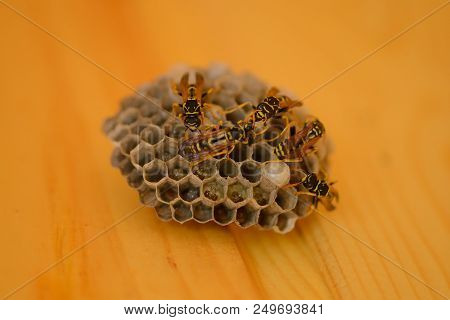 Several Wasps Build A Nest Of Wax