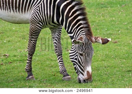 138_3873_Edited-Zebra