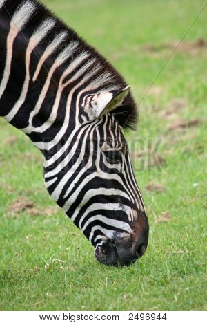 139_3904_Edited-Zebra
