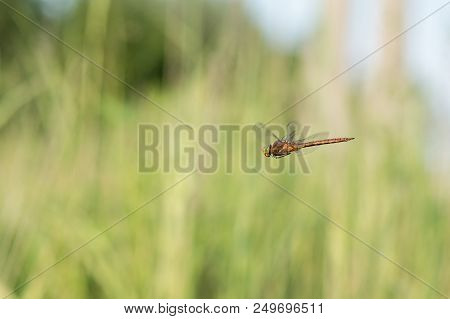 Beautiful Nature Scene With Dragonfly Norfolk Hawker . Macro Shot Of The Flying Dragonfly Norfolk Ha