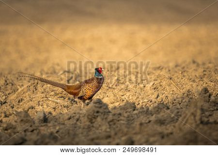 Beautiful Nature Scene With Common Pheasant (phasianus Colchicus). Common Pheasant (phasianus Colchi