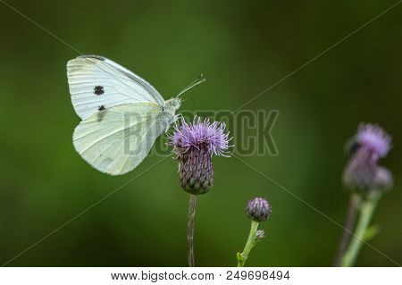 Beautiful Nature Scene With Large White (pieris Brassicae) On The Flower. Large White (pieris Brassi