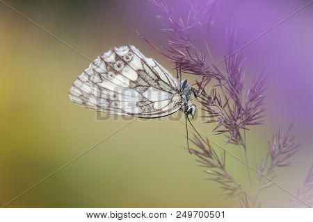 Beautiful Nature Scene With Butterfly Marbled White (melanargia Galathea) . Macro Shot Of Butterfly 