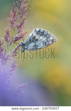 Beautiful Nature Scene With Butterfly Marbled White (melanargia Galathea) . Macro Shot Of Butterfly 