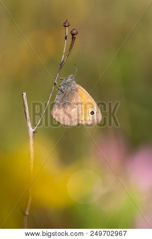 Beautiful Nature Scene With Butterfly Small Heath (coenonympha Pamphilus). Macro Shot Of Butterfly S