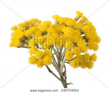 Helichrysum Flowers Isolated On A White Background