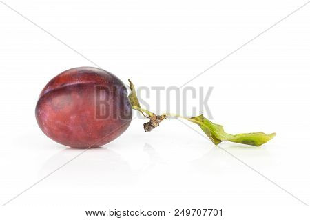 One Whole Fresh Violet-blue Plum Vibrant Moyer Variety With A Leaf Isolated On White