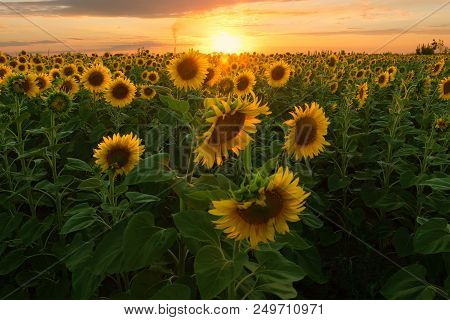 Sunflower At Sunset / Bright Sunflower On Vaughan Of A Beautiful Sunset