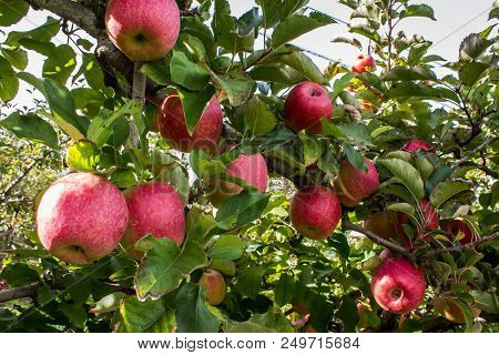 Apple Tree Bursting With Ripening Red Fruit In Farm Orchard