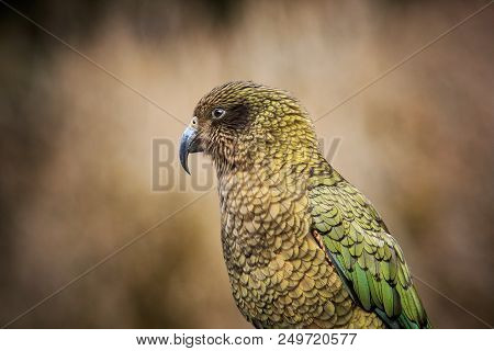 Close Up Head And Bill Of Kea Bird ,ground Parrot In New Zealand