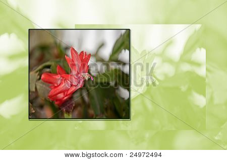 Cactus Blooming