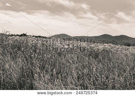 Black And White Meadow And Mountains Near Rectortown Virginia In Fauquier County.
