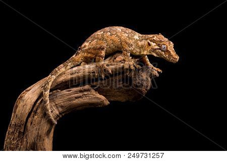 Gargoyle gecko on a dead tree branch