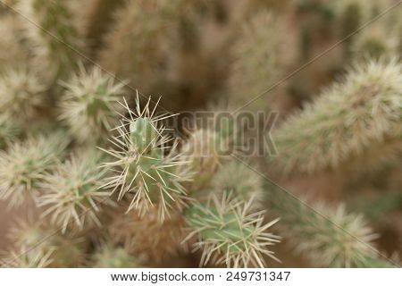 A Large Cactus With Thorns In The Wild Spiny Background Close Up