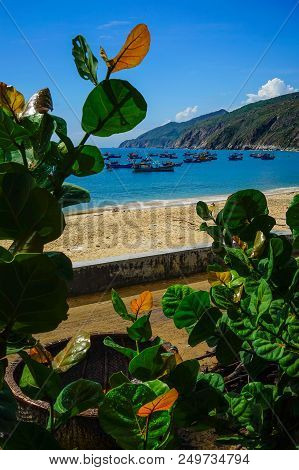 Blue Sea With Terminalia Catappa Trees In Quy Nhon, Vietnam.