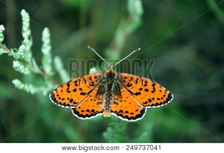 Bright Red Butterfly On A Meadow. Brush-footed Butterflies. Closeup