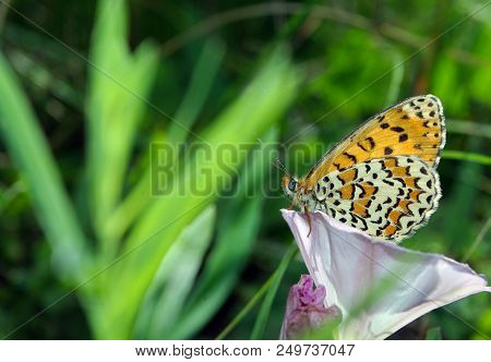 Bright Butterfly On A Meadow. Brush-footed Butterflies. Copy Spaces.