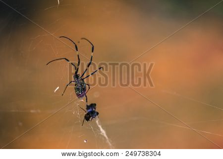 Closeup Of Creepy Spider In Spiderweb Waiting To Trap Prey