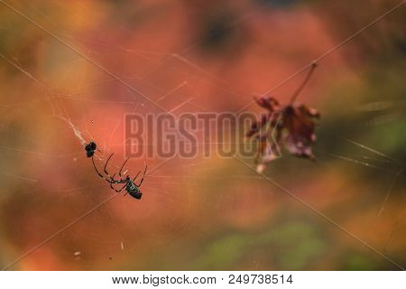 Closeup Of Creepy Spider In Spiderweb Waiting To Trap Prey