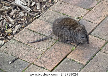 The Long Nose Potoroo Is Searching For Food