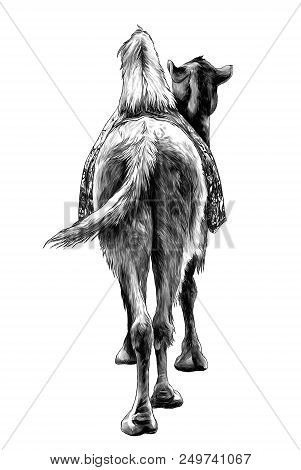 The Camel Stands With A Cape On The Back Of The Rear View On Ass And Sticking His Head To The Side, 