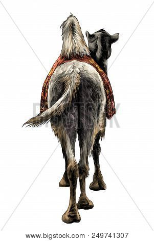The Camel Stands With A Cape On The Back Of The Rear View On Ass And Sticking His Head To The Side, 