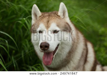 Close-up Portrait Of Attentive Beige Dog Breed Siberian Husky With Tonque Hanging Out Posing In The 