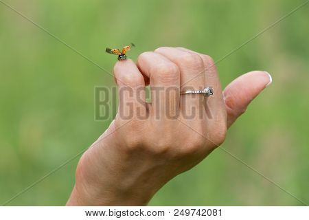 Concept - Investing In Start-ups. A Female Hand Supporting The Ladybug On Takeoff As A Symbol Of A V