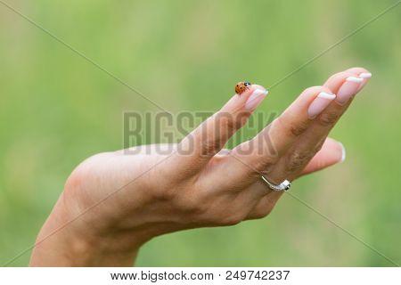 Concept - Investing In Start-ups. A Female Hand Supporting A Ladybug While Moving Upwards As A Symbo