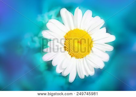 Сhamomile Flower Close Up. Blue Violet Turquoise Colors On Blurred Background. Summer Floral Landsca