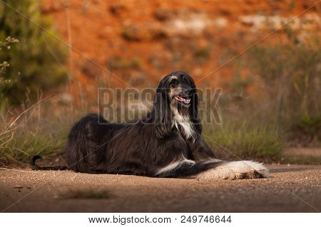 Stylish Dog Breed Afghan Hound Posing While Lying