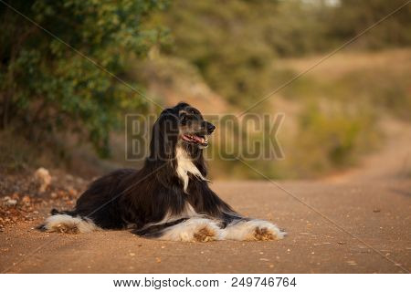 Stylish Dog Breed Afghan Hound Posing While Lying