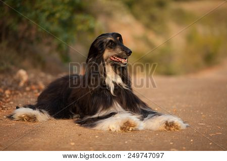 Stylish Dog Breed Afghan Hound Posing While Lying